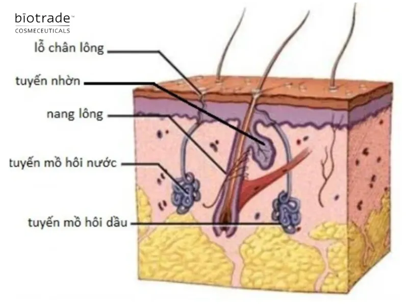 Sơ đồ cấu tạo tuyến mồ hôi